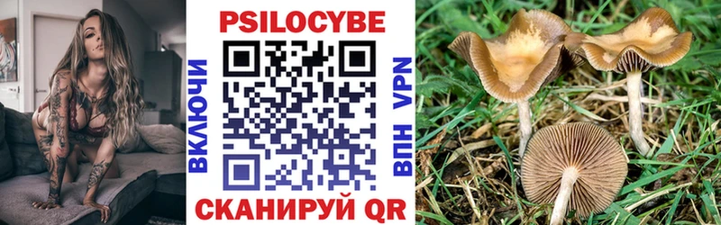 Купить где Коркино Галлюциногенные грибы Psilocybe